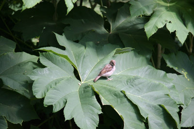 Sparrow on a Large Leaf