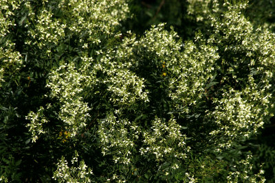 Japanese Pagoda or Scholar Tree Blossoms