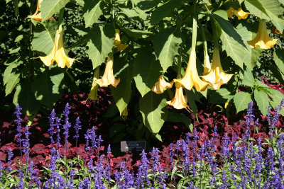 Brugmansia or Angel Trumpets - Conservatory Gardens