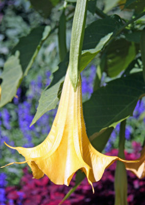 Brugmansia or Angel Trumpet - Conservatory Gardens