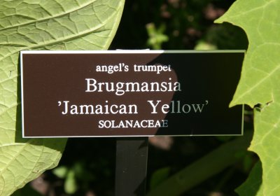 Brugmansia or Angel Trumpet - Conservatory Gardens
