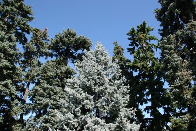 Blue Spruce & Connifers - Conservatory Gardens