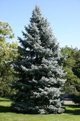 Blue Spruce - Conservatory Gardens