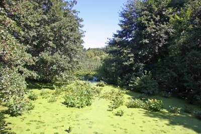 Wetlands