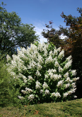 Hydrangea - Conservatory Gardens