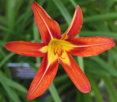 Day Lily - Conservatory Gardens