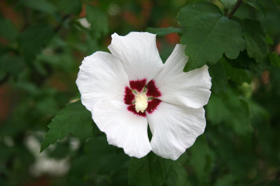 Hibiscus Blossom