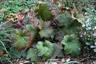 Coral Bell Foliage