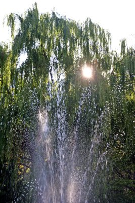 Fountain & Willow Tree