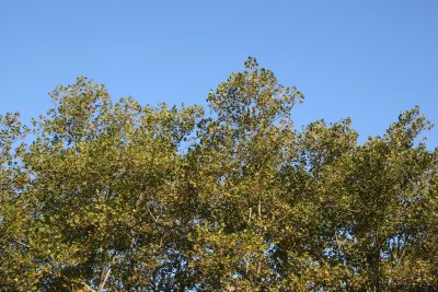 Sycamore Trees