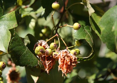 Hawthorne Berries Forming