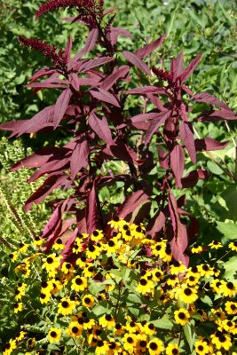 Amaranthus & Blackeyed Susans - Liz Christy Garden