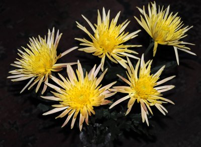 Gift Bouquet of Chrysanthemums 