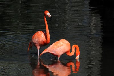 Flamingo - Wildlife State Park