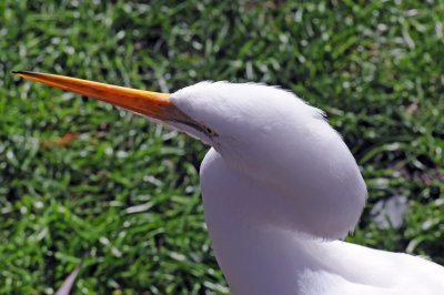 Great Egret or Casmerodius albus - Wildlife State Park