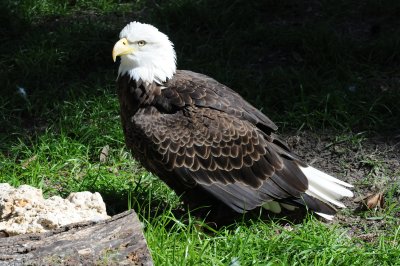 Bald Eagle - Wildlife State Park