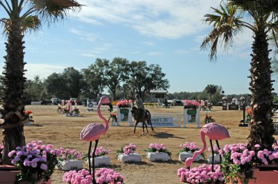 Horses in the Sun Show Preparations