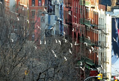 Pigeons in Flight