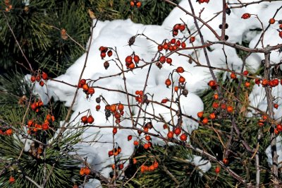 Rose Hips & Pine in Snow