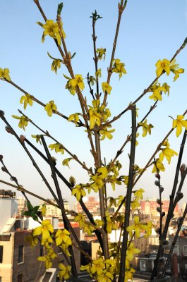 Spring is Coming - Budding Forsythia & Pussy Willows
