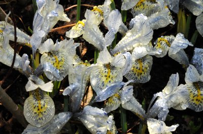 Iris reticulata 'Katharine Hodgkin' - Shakespeare Garden