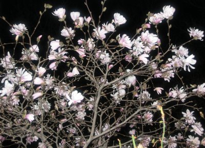 Magnolia Blossoms at Night