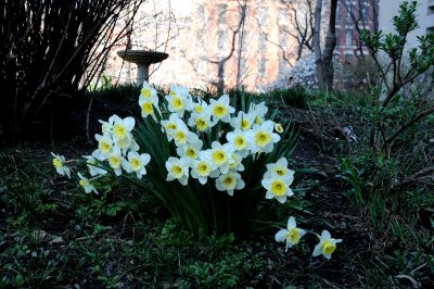 Daffodils or Narcissus