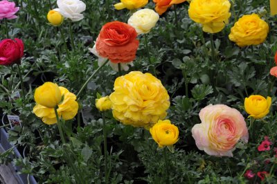 Ranunculus - Flower Market