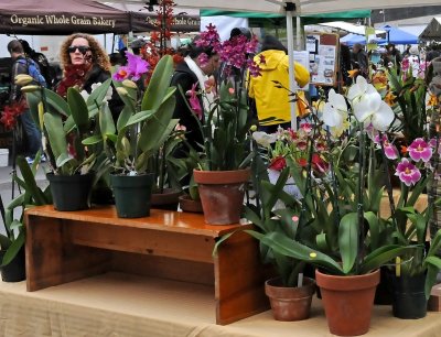 Flower Market