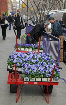 Planting Pansies at NYU