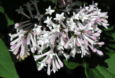 Lilac Blossoms