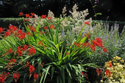 Crocosmia