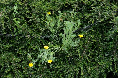 California Poppies