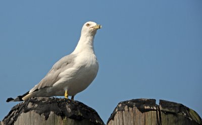 Battery Park - Gull at Pier 2