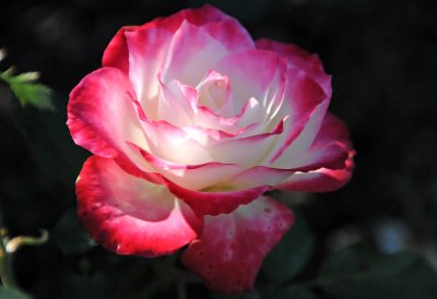 Cherry Parfait Rose - Botanic Garden