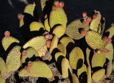 Cactus - Botanic Garden 