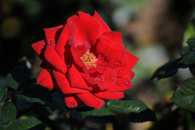Botanic Rose Garden