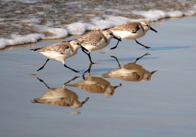 Win, Place & Show - Sanderlings on Silver Strand Beach