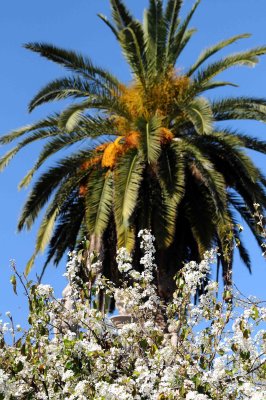 Flowering Pear and Palm Tree in Balboa Park