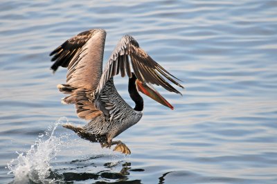 Pelican Taking Off - Embarcadero Park 