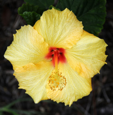 Yellow Hibiscus Blossom - County Building Grounds 