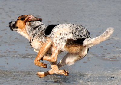 Chasing Gulls at Ocean Beach