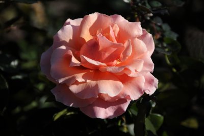 Remembering a December Rose - Balboa Park Rose Garden