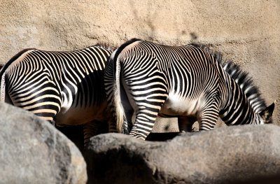 Balboa Park Zoo