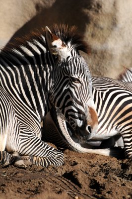 Balboa Park Zoo