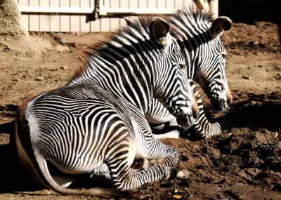 Balboa Park Zoo