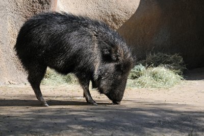 Balboa Park Zoo