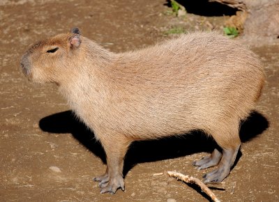 Balboa Park Zoo