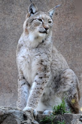 Balboa Park Zoo