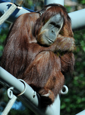 Balboa Park Zoo